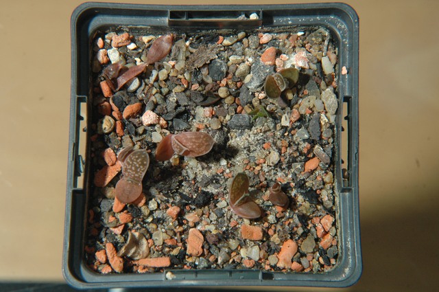 Gasteria_Saemlinge_12_2009_100.jpg