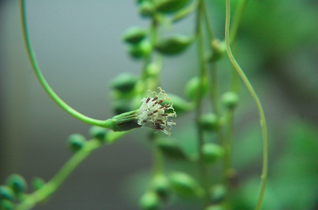 Senecio_herreianus_2009_100.jpg