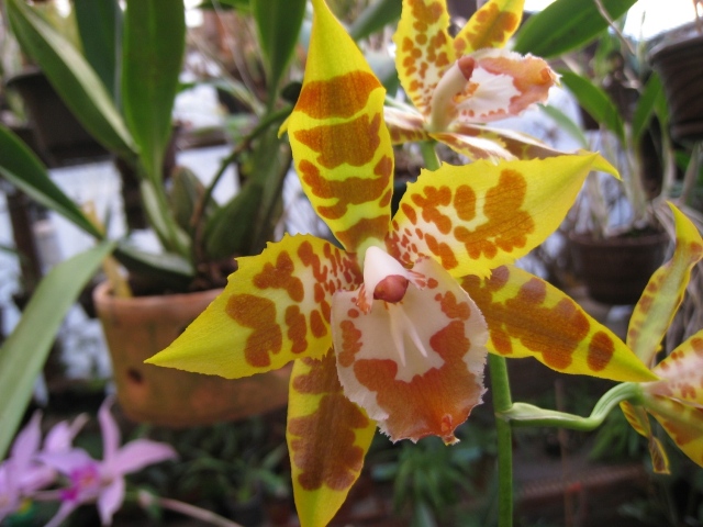 Odontoglossum spectatsissimum