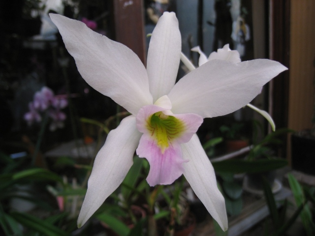 Laelia anceps carnea