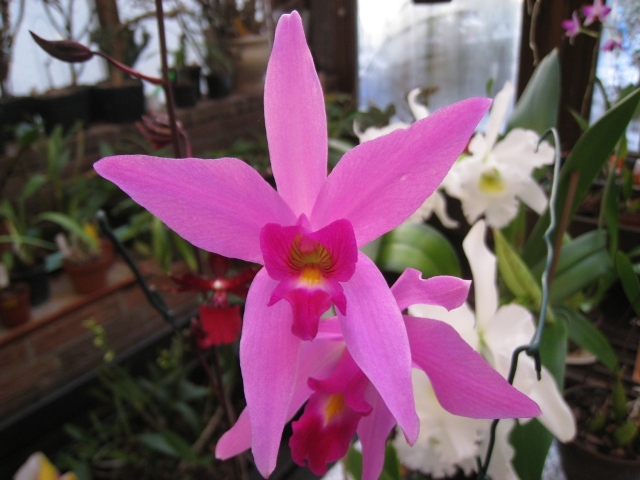 Laelia anceps Guerrero Obscura