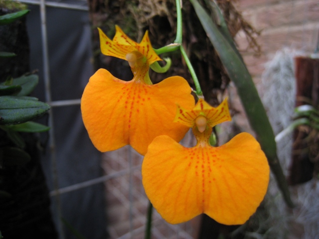 Comparettia speciosa