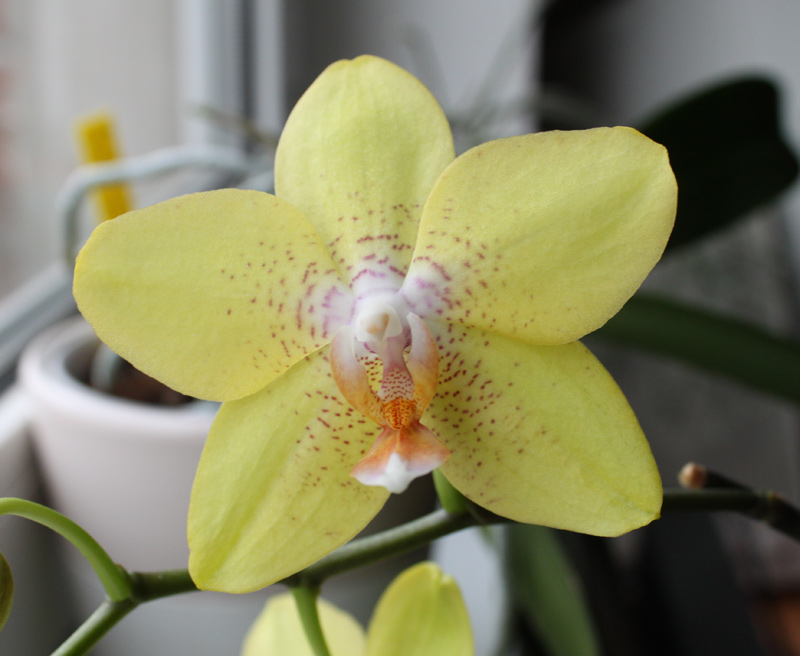 phal-gelb.jpg