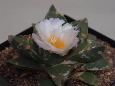 Ariocarpus retusus