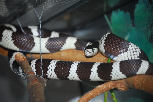 Lampropeltis californiae