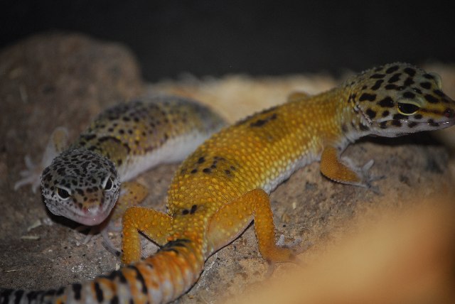 Leopardgeckos