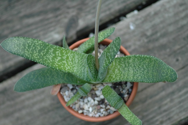 Gasteria_spez_Pflanze_2009_80.jpg