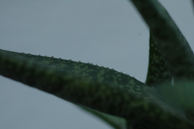 Gasteria_spez_Blatt_2009_0001_80.jpg