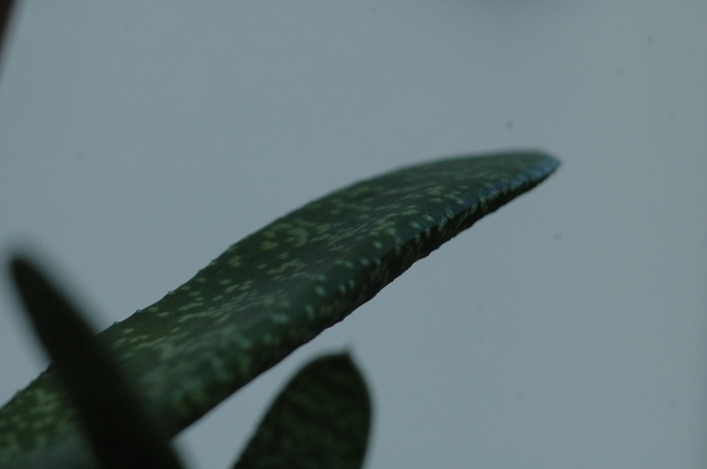 Gasteria_spez_Blatt_2009_0002_80.jpg
