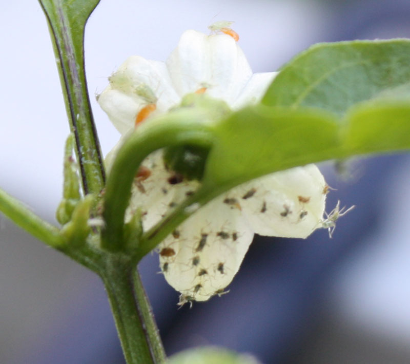 Hauptsächlich auf Blüten sitzen die dunklen Viecher.