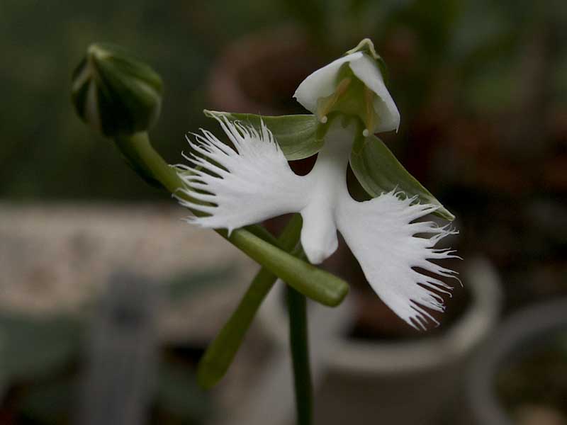 Habenaria radiata -3788.jpg