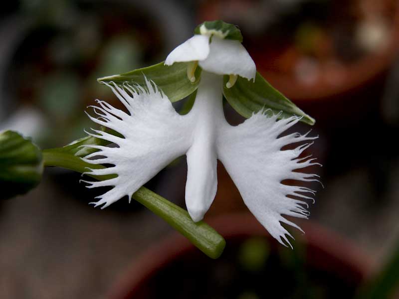 Habenaria radiata -3791.jpg