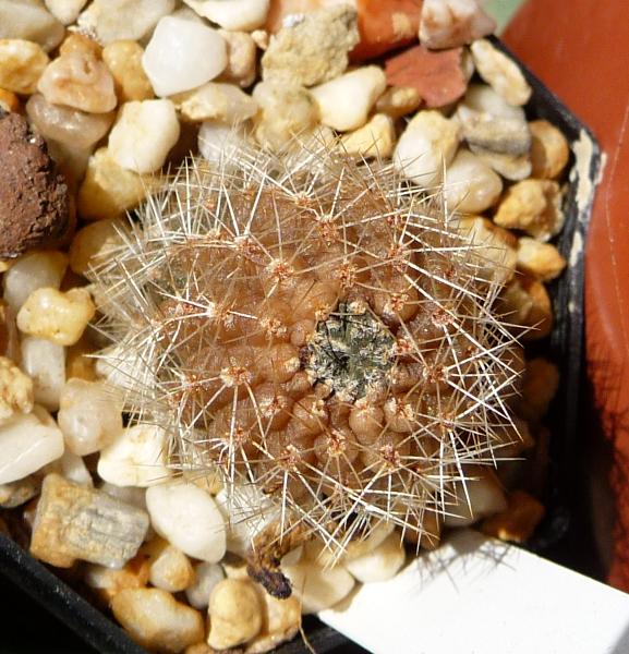 Rebutia