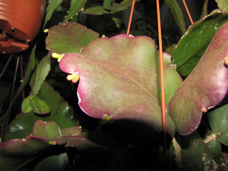 Rhipsalis