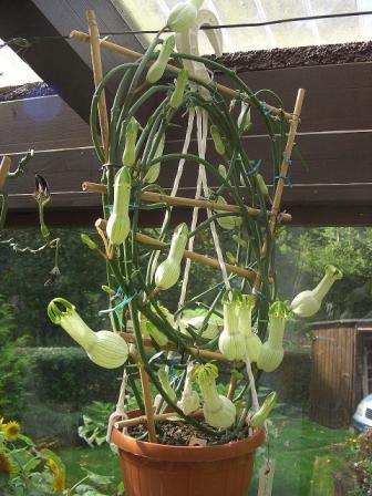 Ceropegia ampliata Pfl..jpg