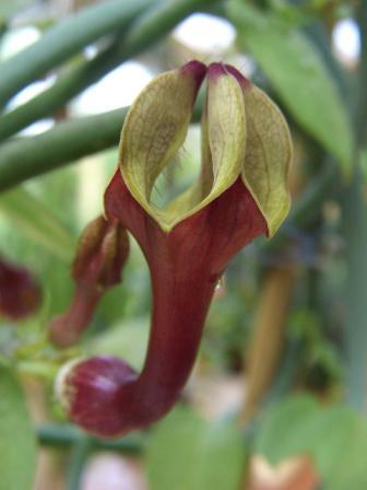 Ceropegia aristolochioides.jpg