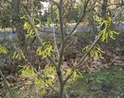 Hamamelis.jpg