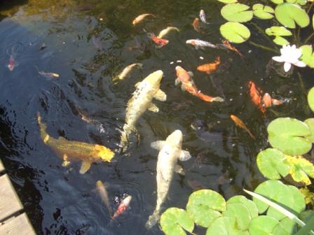 Teich im Sommer.jpg