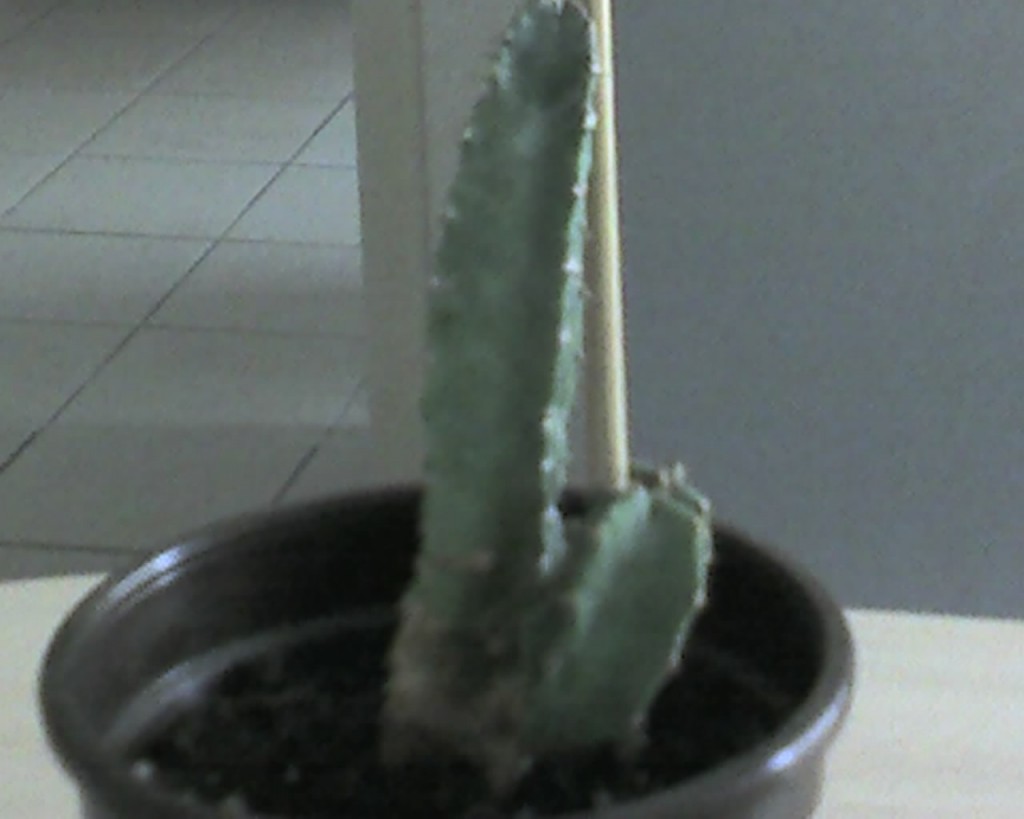 img187.jpg
