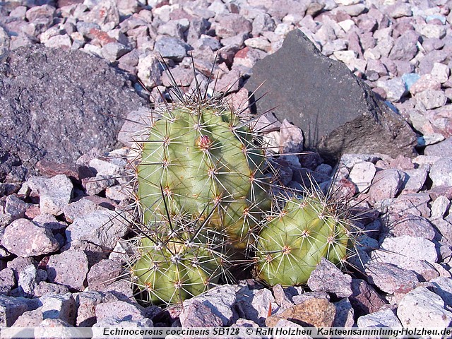 13_Echinocereus_coccineus_SB128.JPG