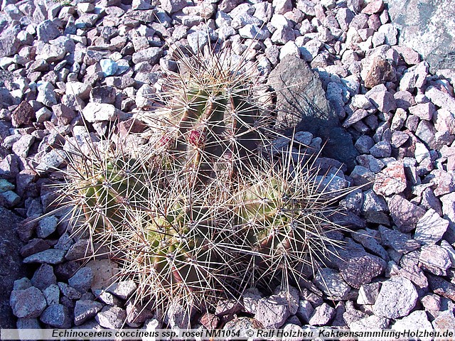 15_Echinocereus_coccineus_ssp._rosei_NM1054.JPG