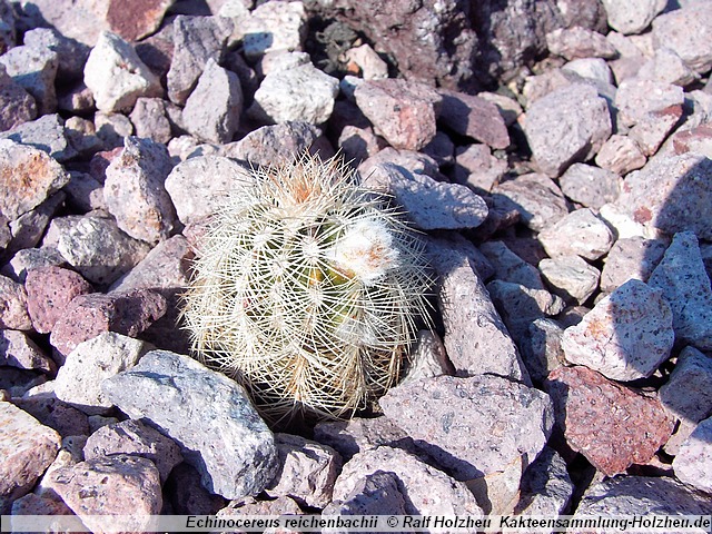 18_Echinocereus_reichenbachii.JPG