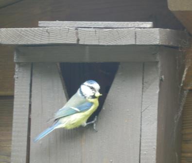 Blaumeise.jpg