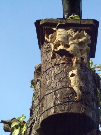 Hornissenbau.jpg