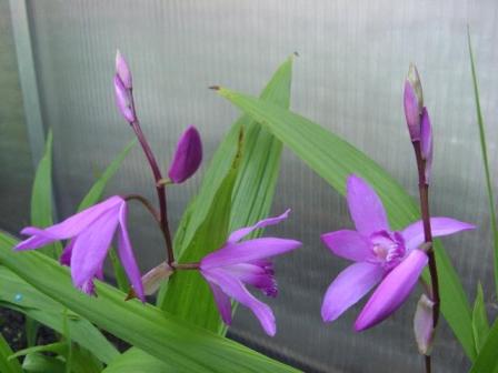 Kopie von Bletilla striata 1.jpg