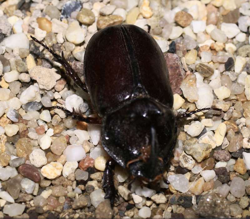 käfer.jpg