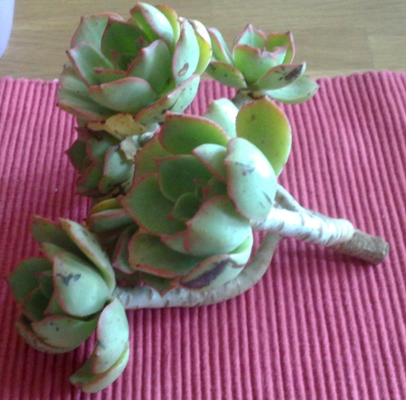 aeonium lancerottense