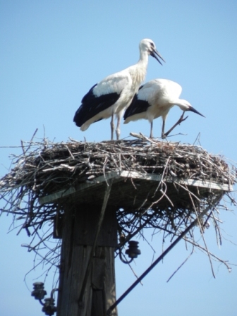 Störche 2011.jpg