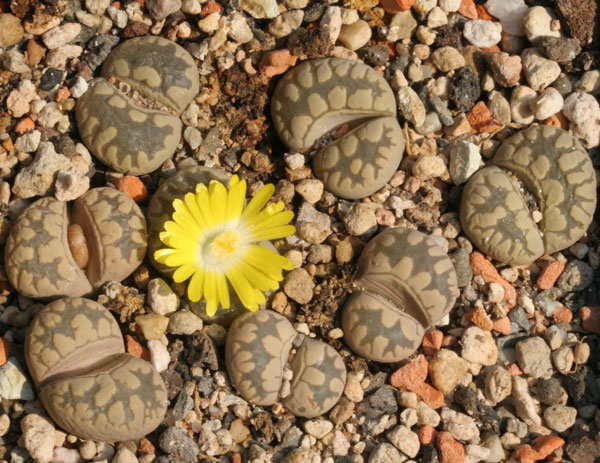 Lithops otzeneiana