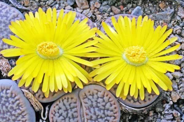 Lithops_aucampiae_var_koele.jpg