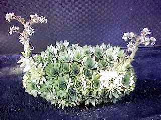 sempervivum_tectorum_bild-1.jpg