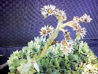 sempervivum_tectorum_bild-2.jpg