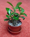 meine Adenium obesum