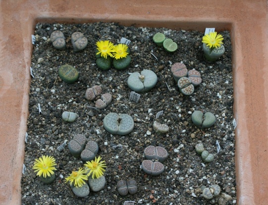 Lithops---.jpg