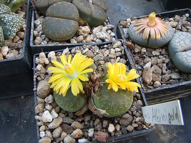 L. lesliei albinica v. albigold od. vivid green.jpg