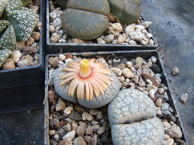 L. verruculosa.jpg