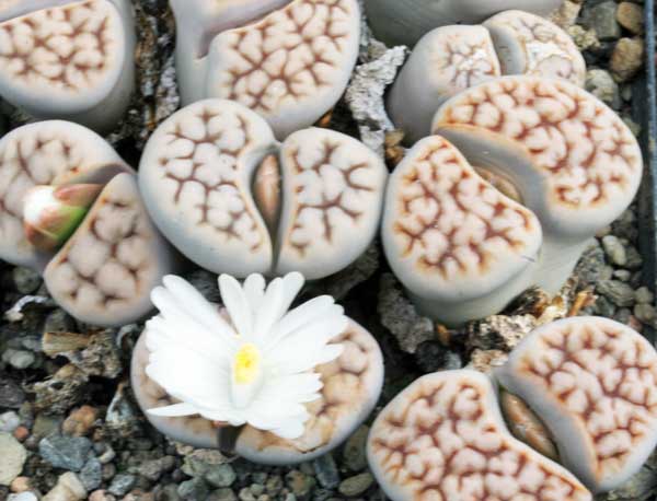 Lithops karasmontana