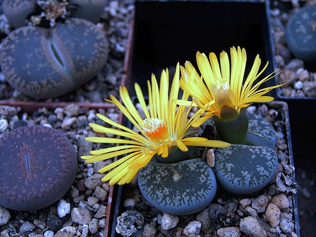 Lithops lesliei cv. luteo viridis