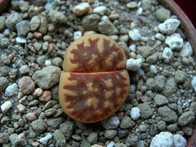 auch ohne Blüte ein faszinierendes Farbspiel, evtl. Lithops bromfieldii