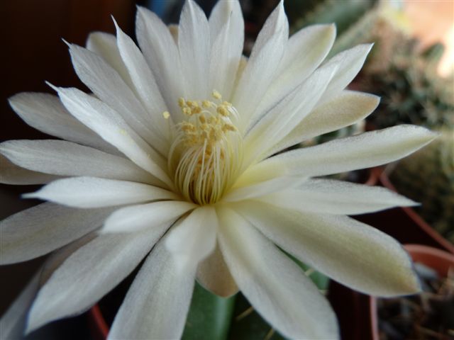 mit Blüte