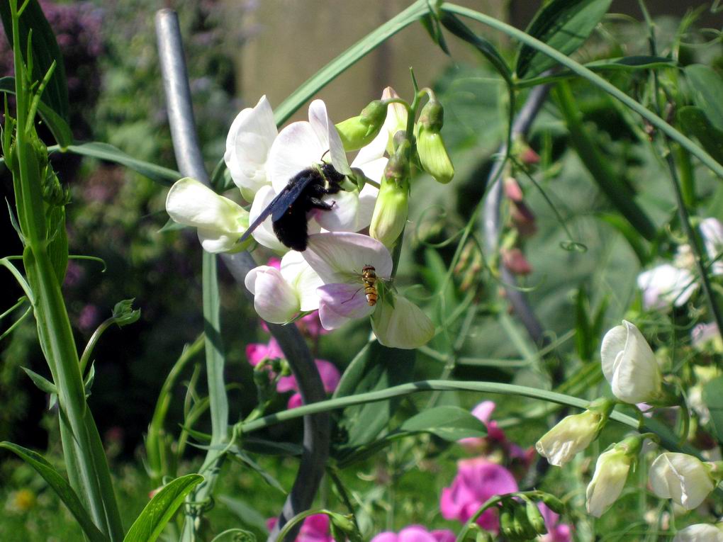 aus dem Süden eingewandert Xylocopia -<br />violacea ,man beachte den Größenunterschied zur Schwebfliege.