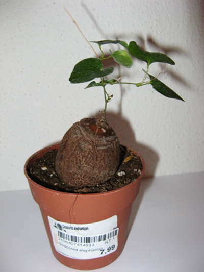 Dioscorea elephantipes.JPG