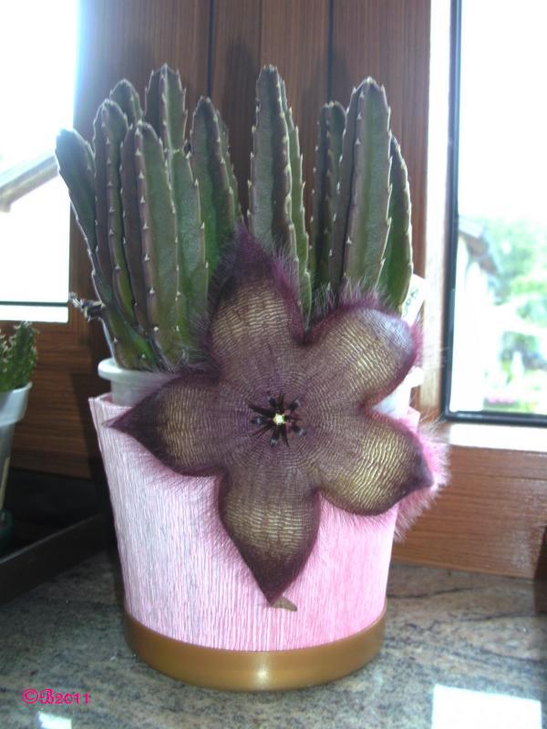 Stapelia 03072011.JPG