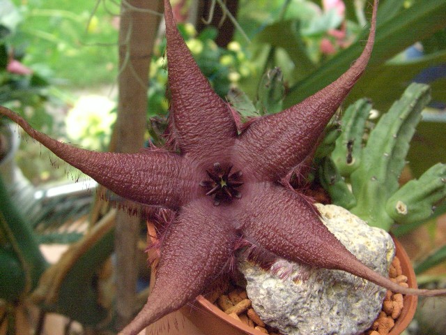 Stapelia schinzii.jpg