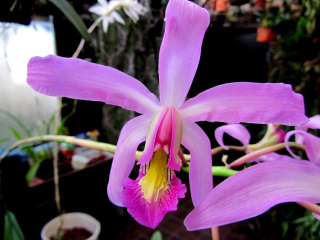 Laelia superbiens