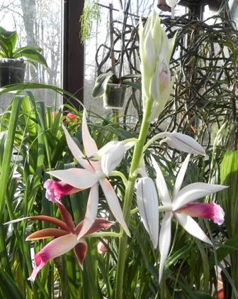 Phaius tankervilleae.jpg